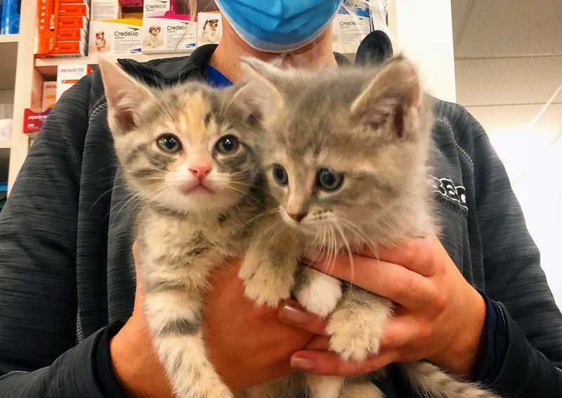 Carousel Slide 3: Cat veterinarians