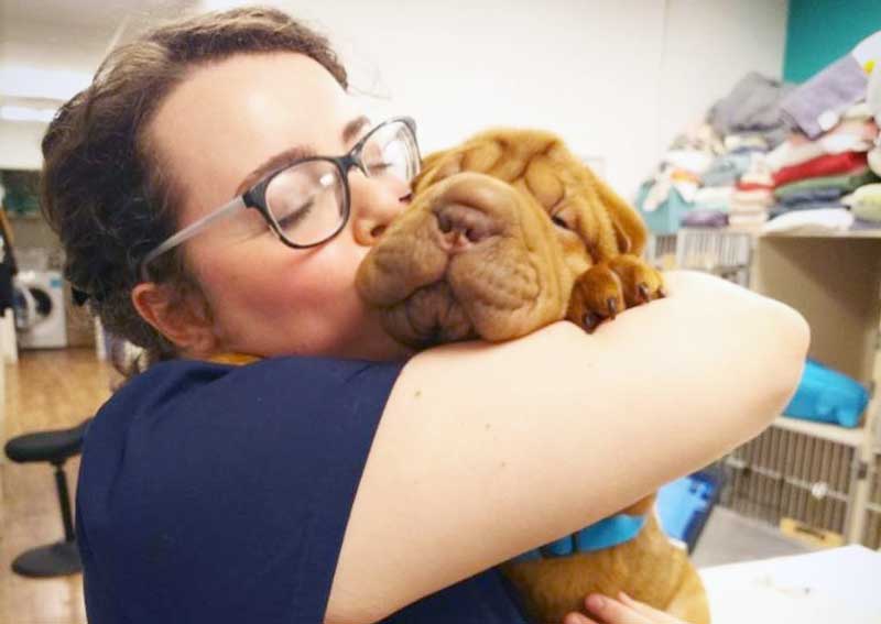 Carousel Slide 5: Dog veterinary care